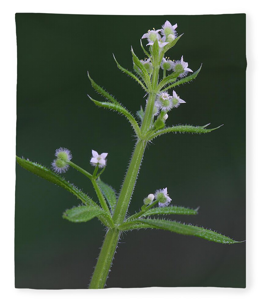 Cleavers Fleece Blanket featuring the photograph Cleavers by Daniel Reed