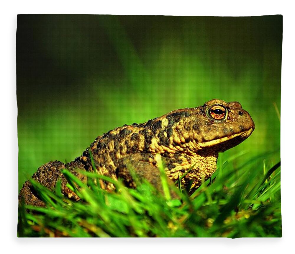 Common Toad Fleece Blanket featuring the photograph Common toad #1 by Gavin Macrae