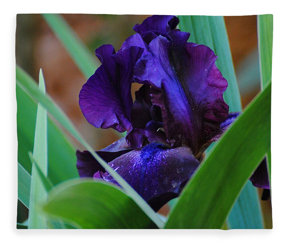 Beautiful Fleece Blanket featuring the photograph Dark Purple Iris by Jai Johnson