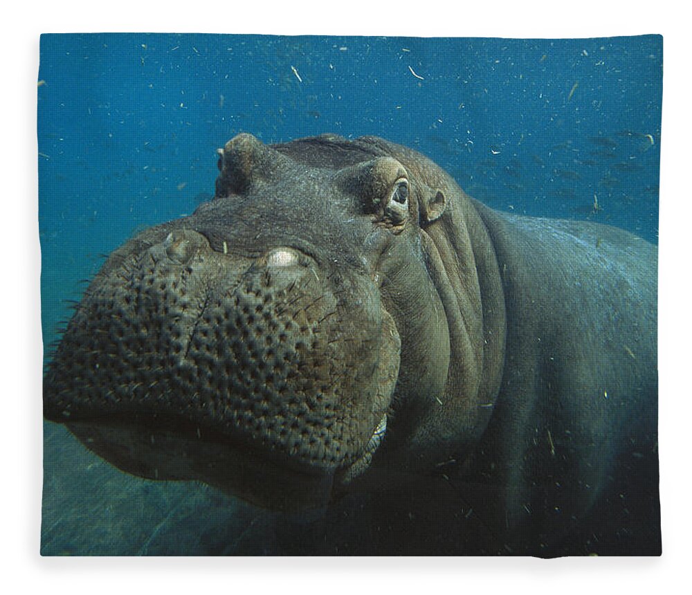 Mp Fleece Blanket featuring the photograph East African River Hippopotamus #1 by San Diego Zoo