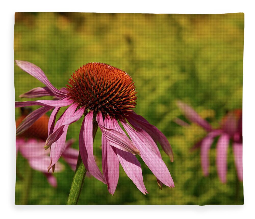 Jouko Lehto Fleece Blanket featuring the photograph Eastern purple coneflower #1 by Jouko Lehto