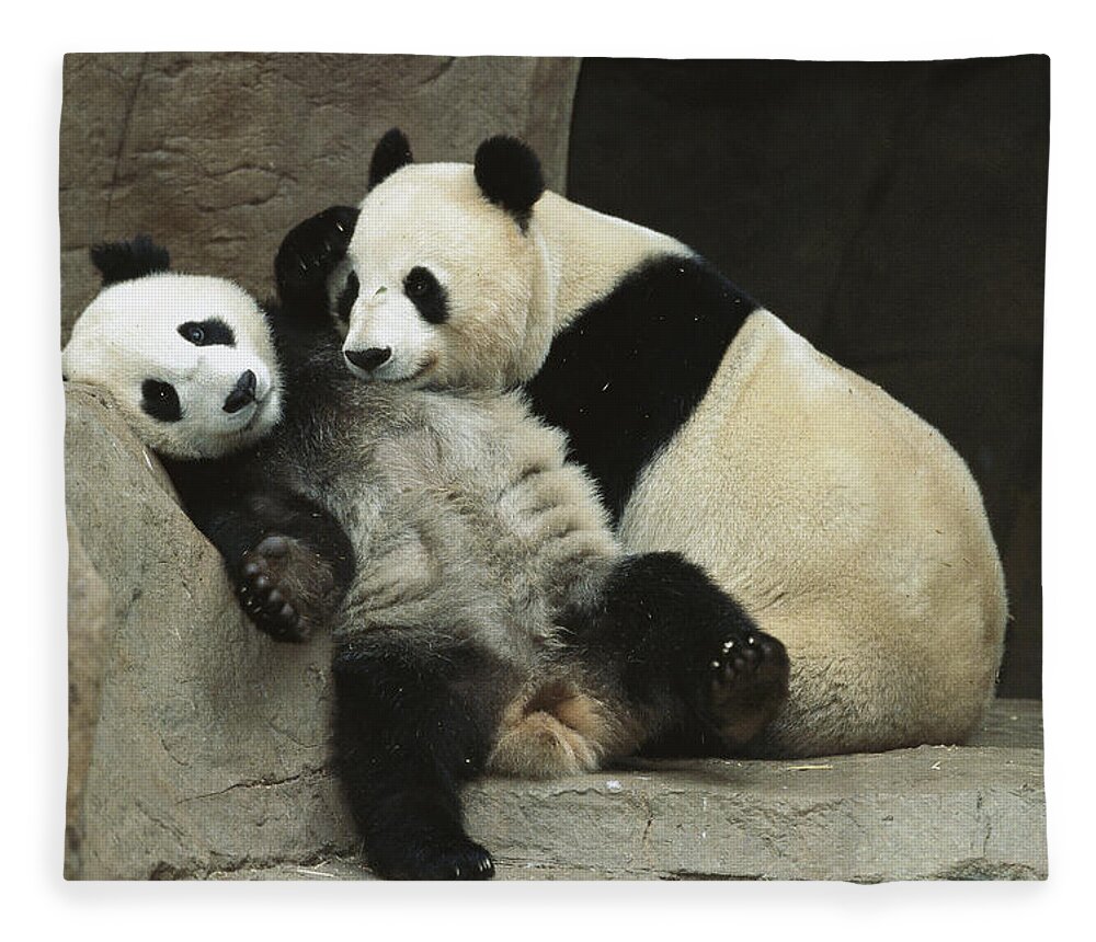 Affection Fleece Blanket featuring the photograph Giant Panda Ailuropoda Melanoleuca #1 by San Diego Zoo