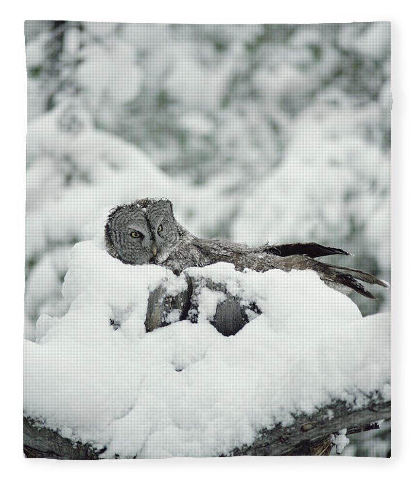 Mp Fleece Blanket featuring the photograph Great Gray Owl Strix Nebulosa Parent #1 by Michael Quinton