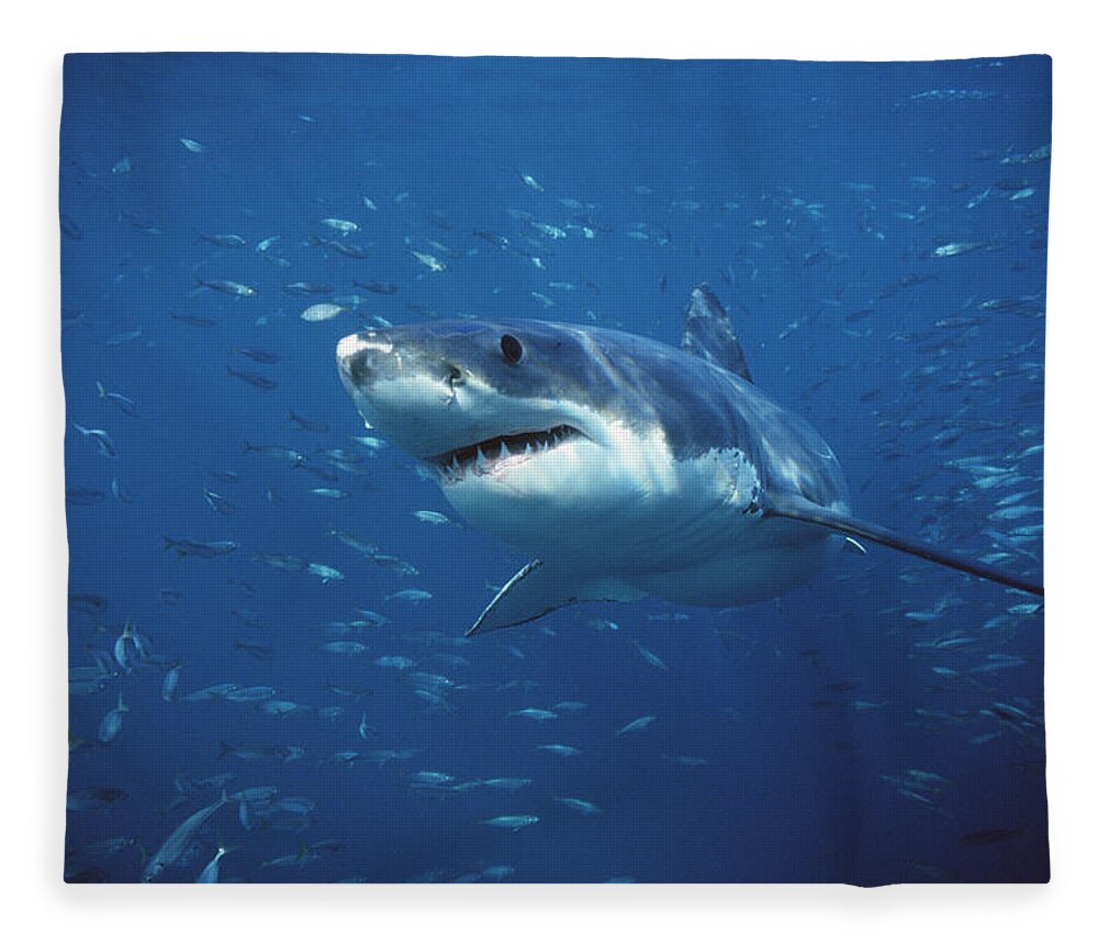 Mp Fleece Blanket featuring the photograph Great White Shark Carcharodon #1 by Mike Parry
