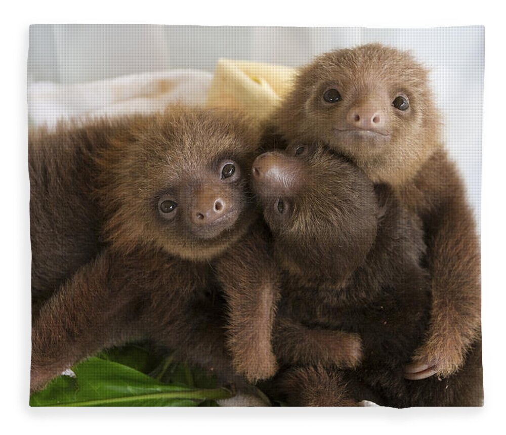 Mp Fleece Blanket featuring the photograph Hoffmanns Two-toed Sloth Choloepus by Suzi Eszterhas