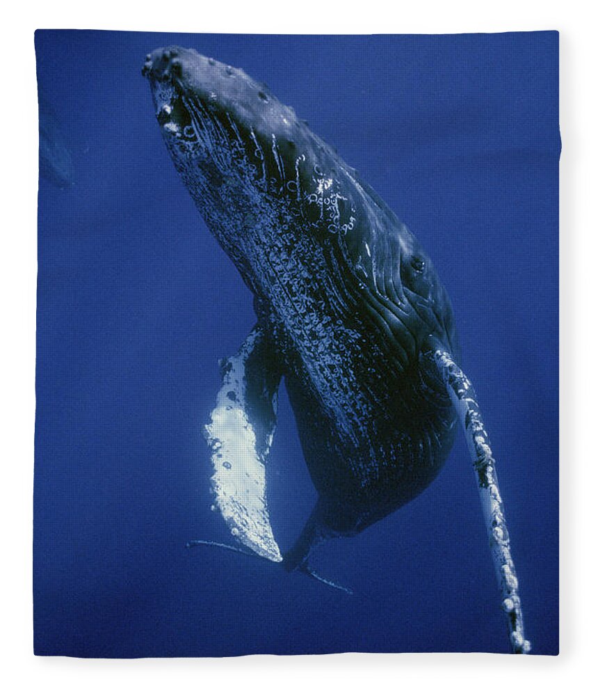 00129865 Fleece Blanket featuring the photograph Humpback Whale Singer Maui Hawaii #1 by Flip Nicklin