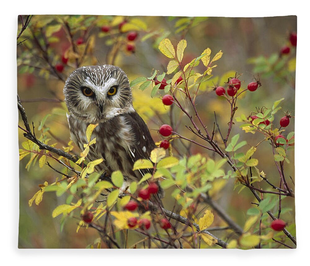 Mp Fleece Blanket featuring the photograph Northern Saw Whet Owl Perching #1 by Tim Fitzharris