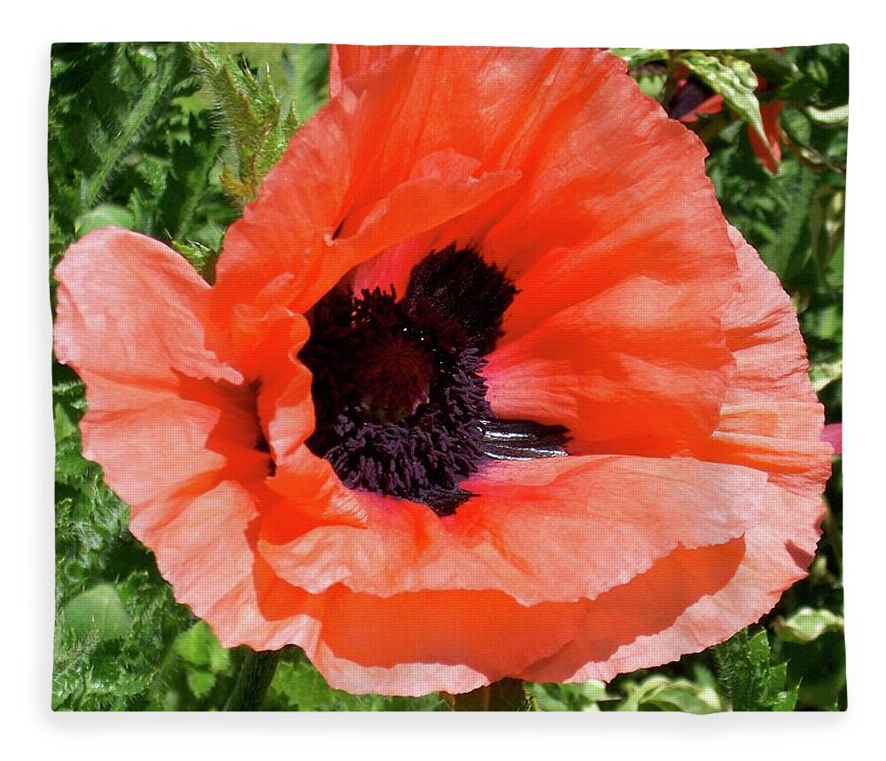 Poppy Fleece Blanket featuring the photograph Poppy #1 by Quin Sweetman