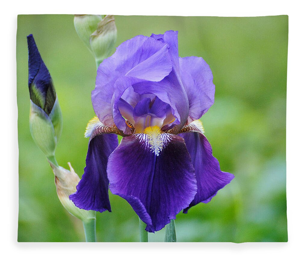 Beautiful Iris Fleece Blanket featuring the photograph Purple and Yellow Iris by Jai Johnson