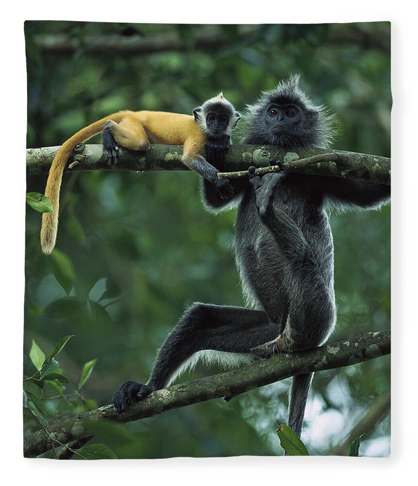 Mp Fleece Blanket featuring the photograph Silvered Leaf Monkey Trachypithecus #1 by Cyril Ruoso