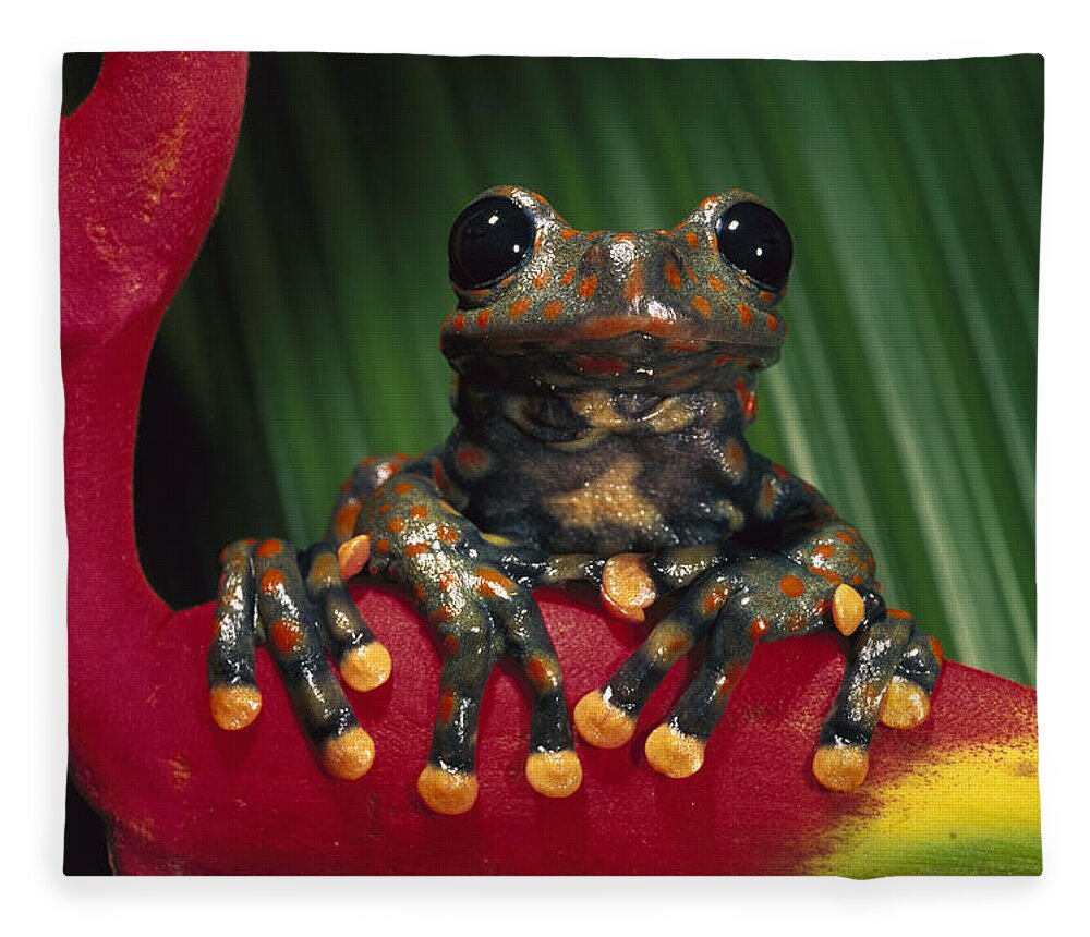 Mp Fleece Blanket featuring the photograph Strawberry Tree Frog Hyla Pantosticta by Pete Oxford