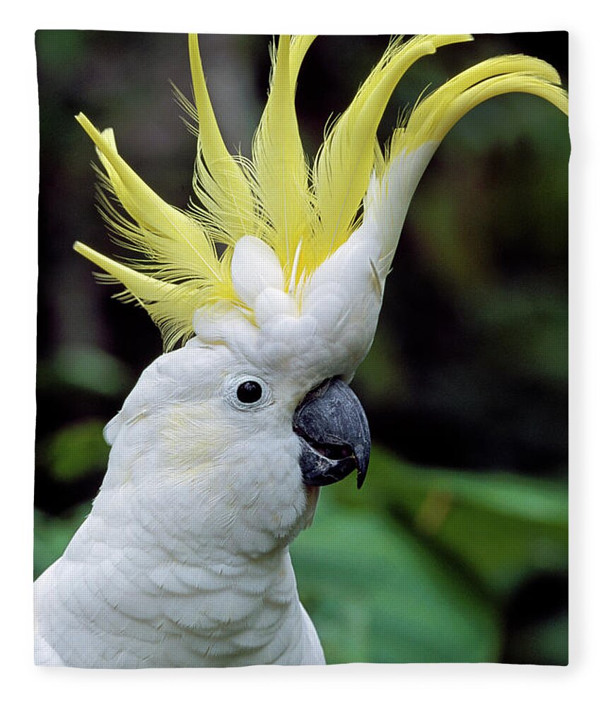 00785496 Fleece Blanket featuring the photograph Sulphur-crested Cockatoo Cacatua by Thomas Marent