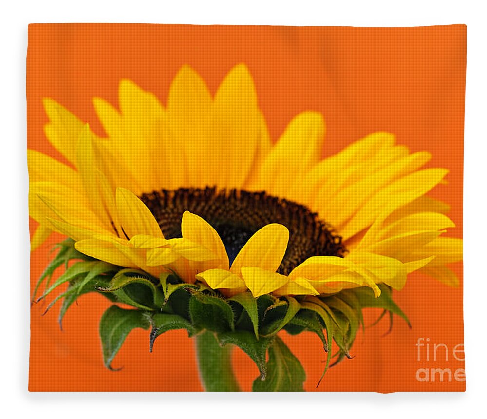 Sunflower Fleece Blanket featuring the photograph Sunflower closeup 1 by Elena Elisseeva