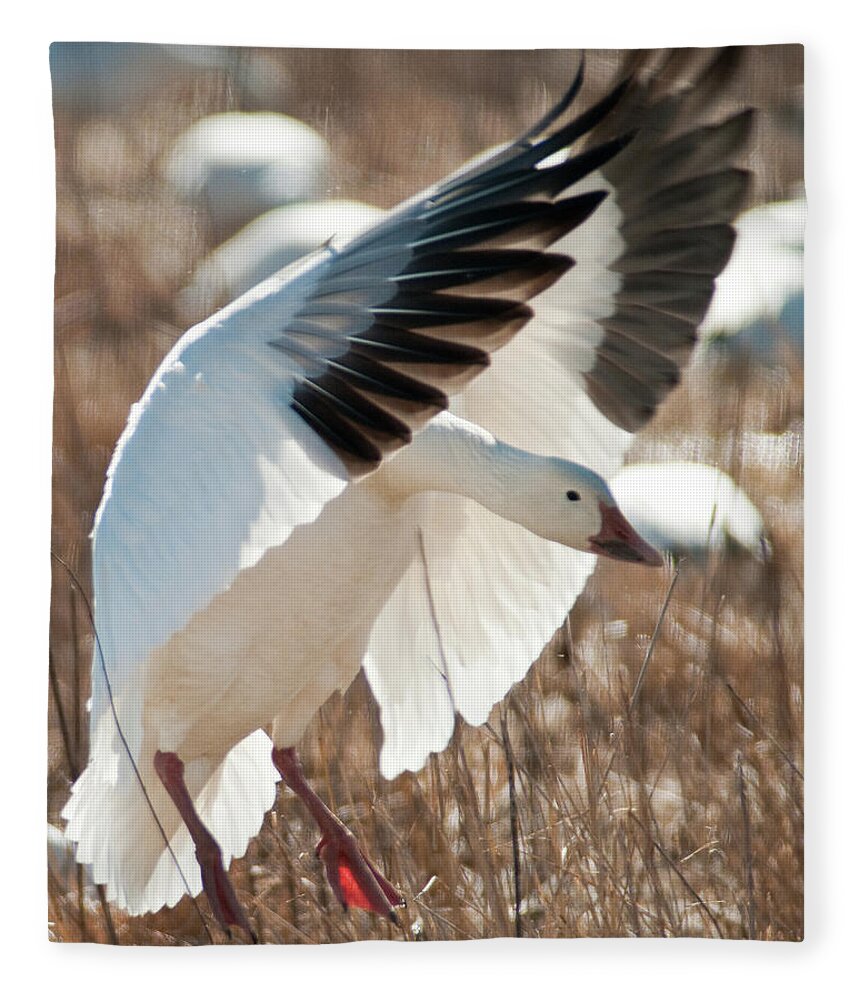 Snow Goose Fleece Blanket featuring the photograph The Landing #1 by Craig Leaper