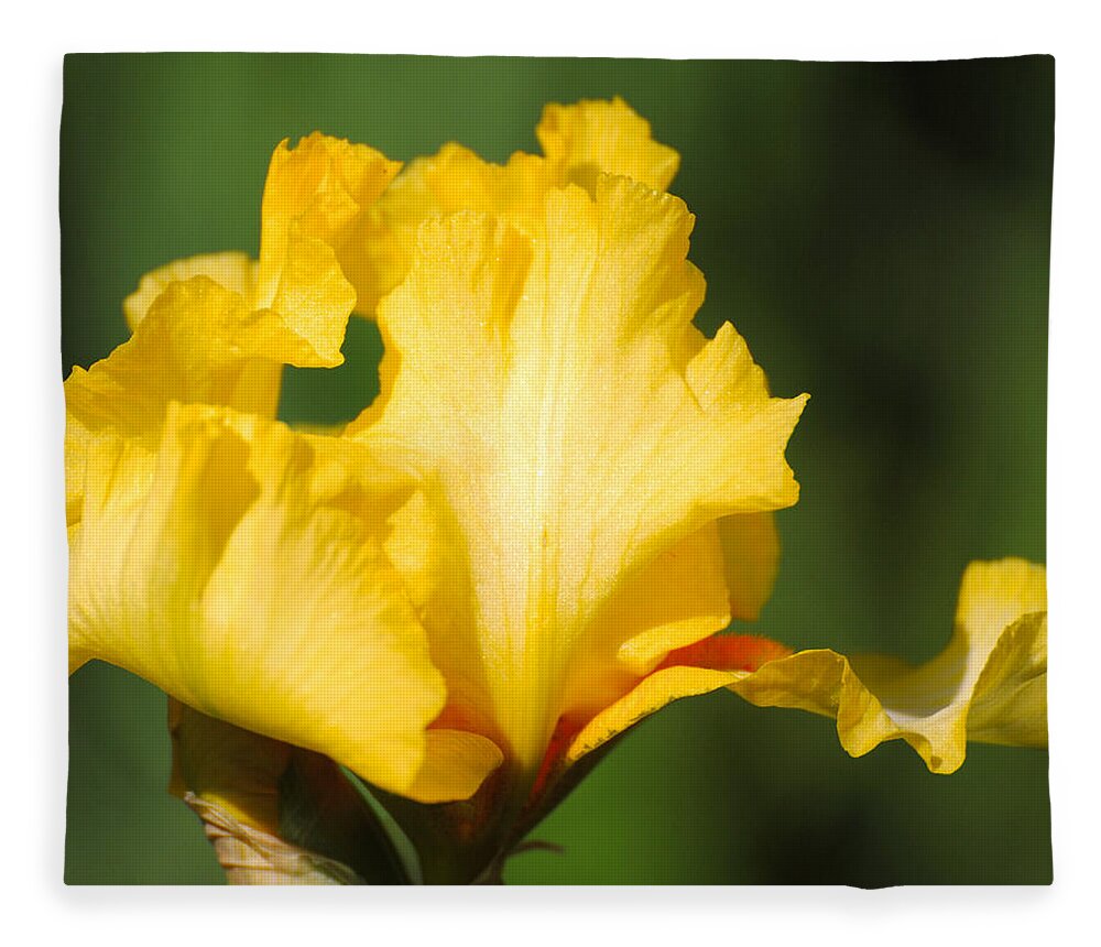 Beautiful Iris Fleece Blanket featuring the photograph Yellow and White Iris by Jai Johnson
