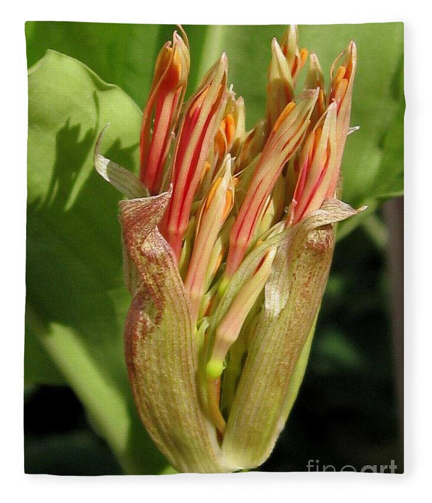 African Blood Lily Fleece Blanket featuring the photograph African Blood Lily or Fireball Lily #2 by J McCombie