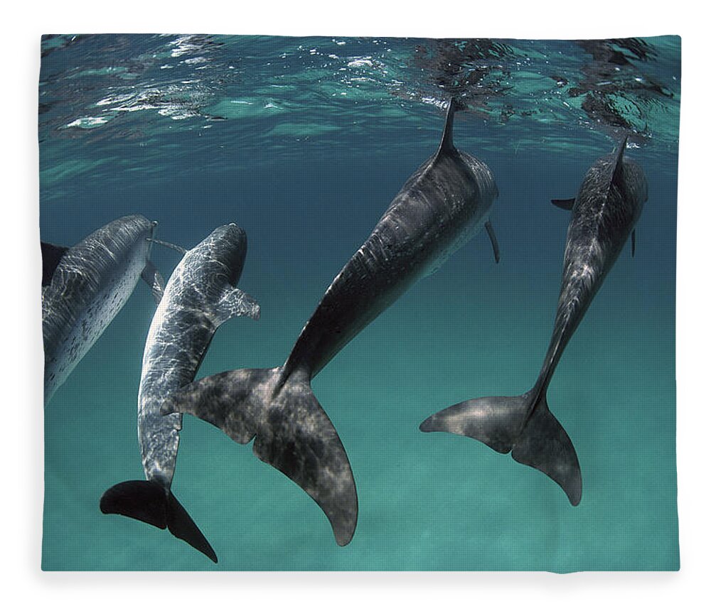 Mp Fleece Blanket featuring the photograph Atlantic Spotted Dolphin Stenella #2 by Flip Nicklin