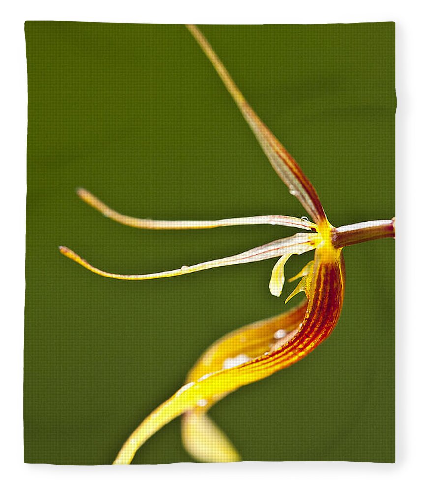 Orchid Fleece Blanket featuring the photograph Restrepia iris orchid by Heiko Koehrer-Wagner