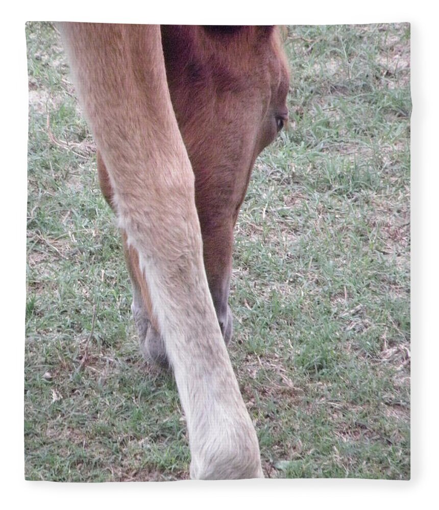 Wild Fleece Blanket featuring the photograph Wild Spanish Mustang Foal of the Outer Banks of North Carolina #2 by Kim Galluzzo