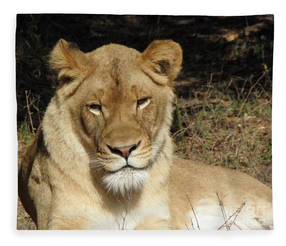 Lioness Fleece Blanket featuring the photograph Lioness #3 by Kim Galluzzo