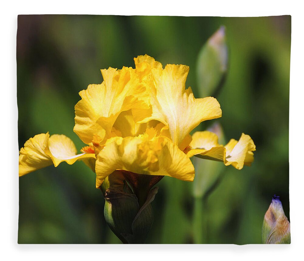 Beautiful Iris Fleece Blanket featuring the photograph Yellow and White Iris by Jai Johnson
