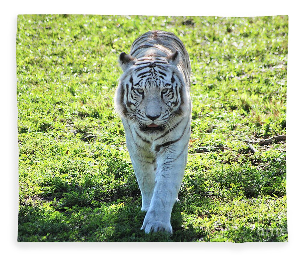 White Bengal Tiger Fleece Blanket featuring the photograph 34- White Bengal Tiger by Joseph Keane