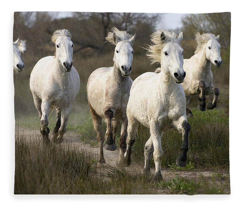 Mp Fleece Blanket featuring the photograph Camargue Horse Equus Caballus Group #4 by Konrad Wothe