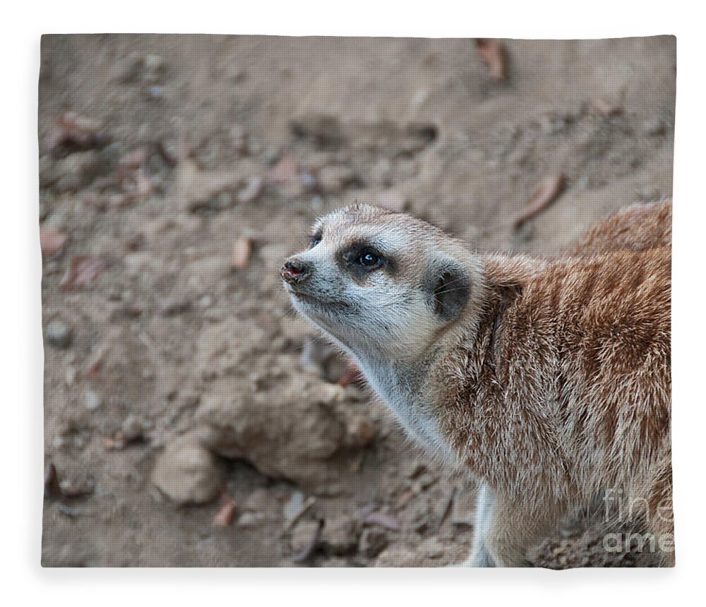 Animals Fleece Blanket featuring the digital art Meerkat #4 by Carol Ailles