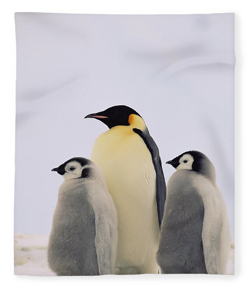 Mp Fleece Blanket featuring the photograph Emperor Penguin Aptenodytes Forsteri by Konrad Wothe