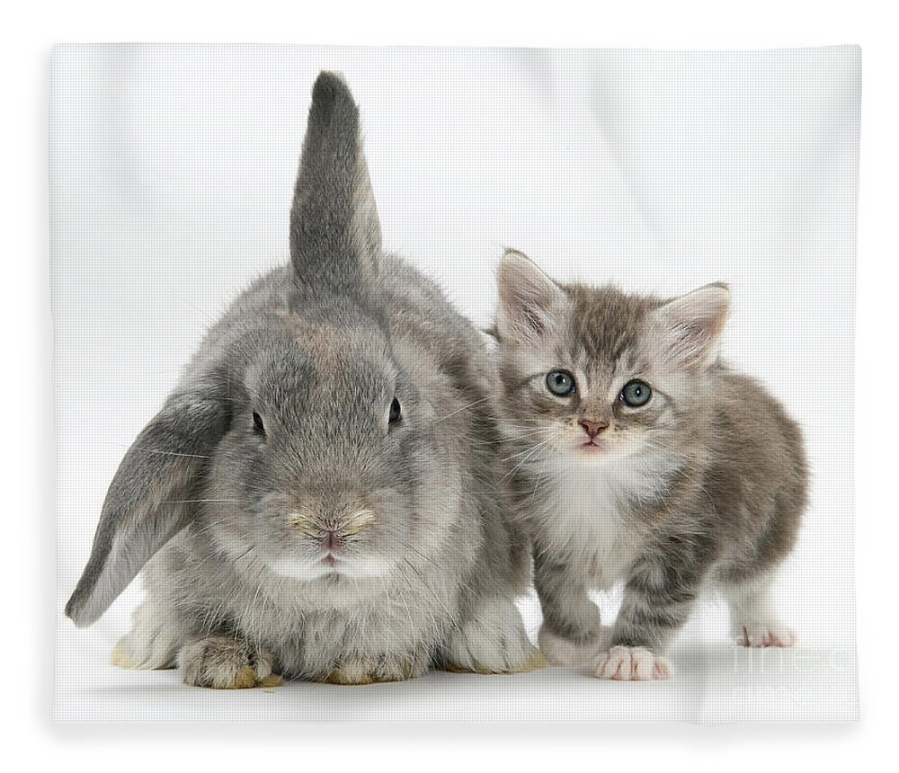 Nature Fleece Blanket featuring the photograph Kitten And Rabbit #59 by Mark Taylor