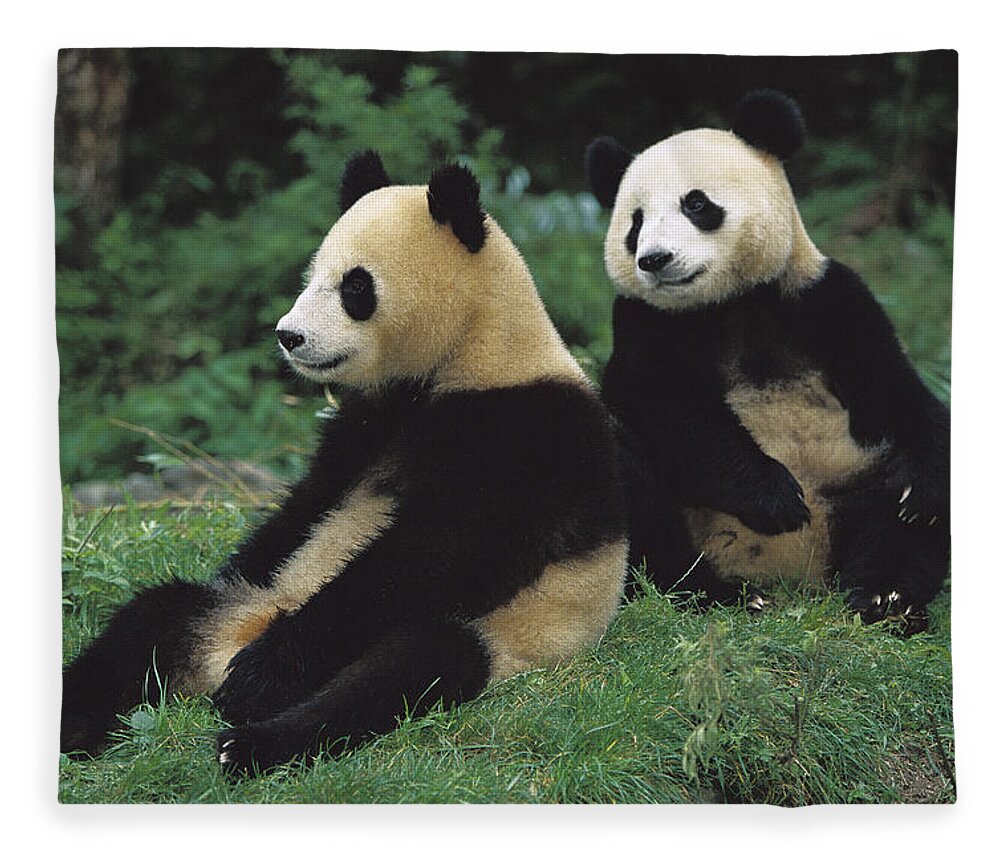 00620153 Fleece Blanket featuring the photograph Giant Panda Ailuropoda Melanoleuca #8 by Cyril Ruoso