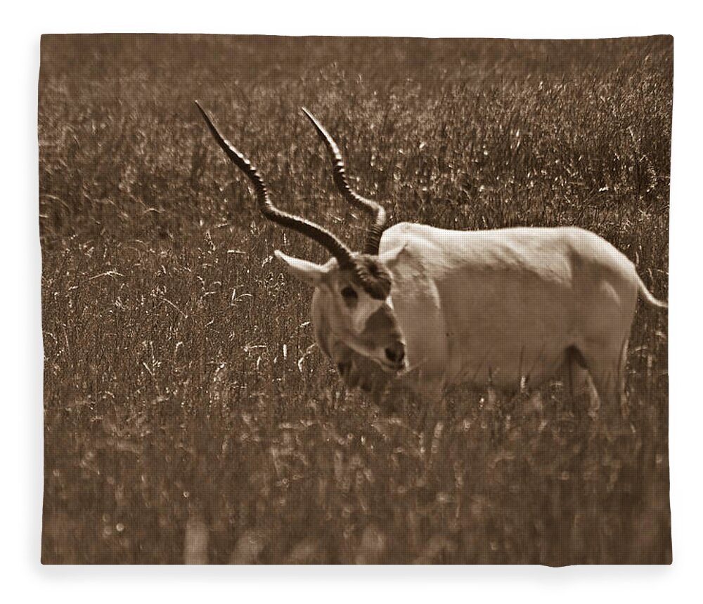 Africa Fleece Blanket featuring the photograph African Grassland Feeder by Douglas Barnett