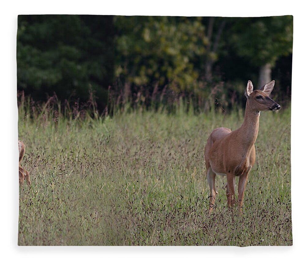 Odocoileus Virginanus Fleece Blanket featuring the photograph Alert Doe And Fawn by Daniel Reed
