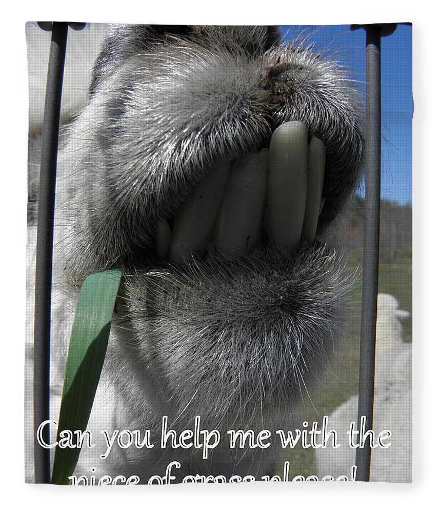 Alpaca Fleece Blanket featuring the photograph Alpaca funnies by Kim Galluzzo Wozniak