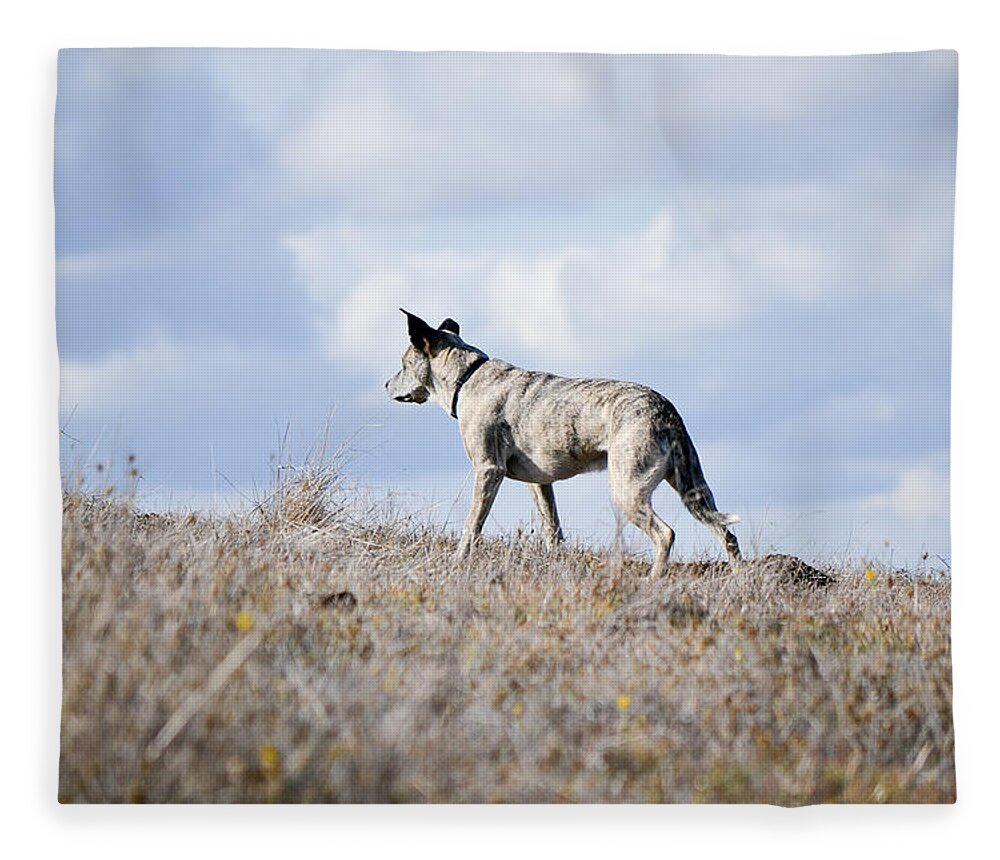 Dog Fleece Blanket featuring the photograph Alpha Dog by Karen W Meyer
