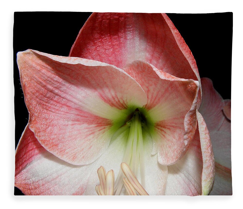 Lily Fleece Blanket featuring the photograph Amaryllis in bloom by Kim Galluzzo Wozniak