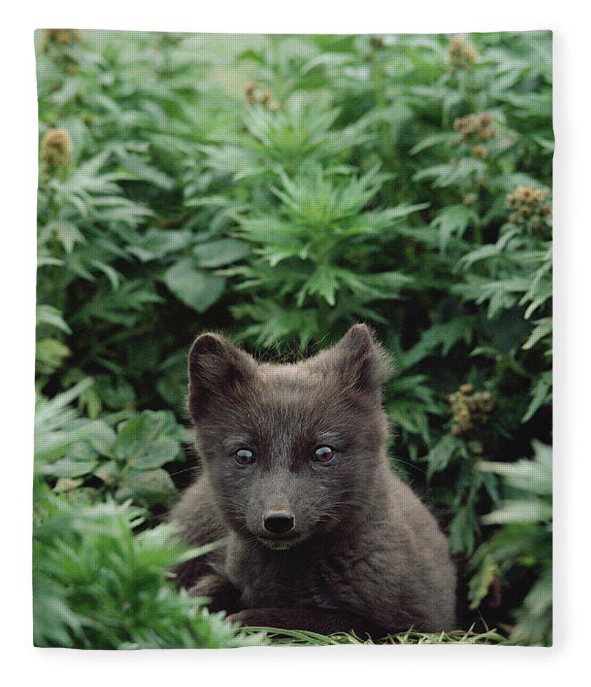 Mp Fleece Blanket featuring the photograph Arctic Fox Alopex Lagopus Young Pup by Gerry Ellis