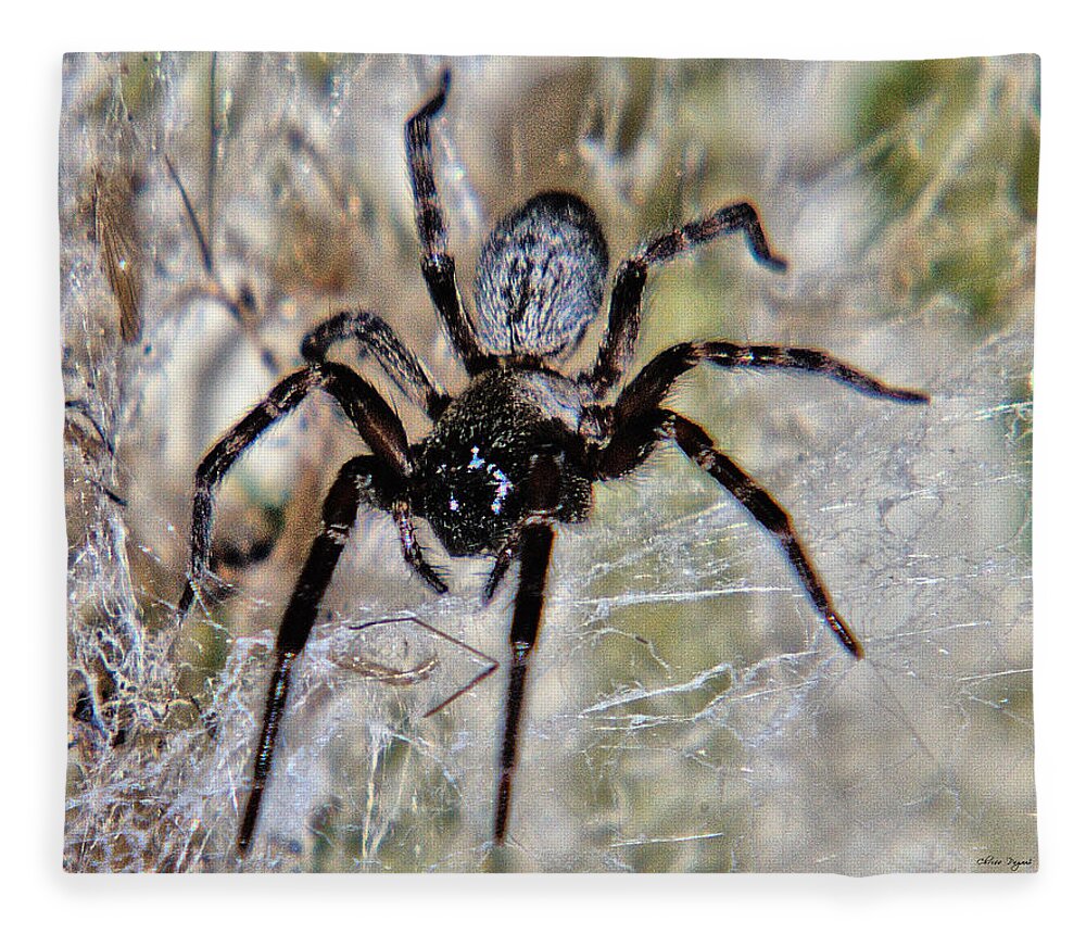 Spider Fleece Blanket featuring the photograph Australian Spider Badumna Longinqua by Chriss Pagani