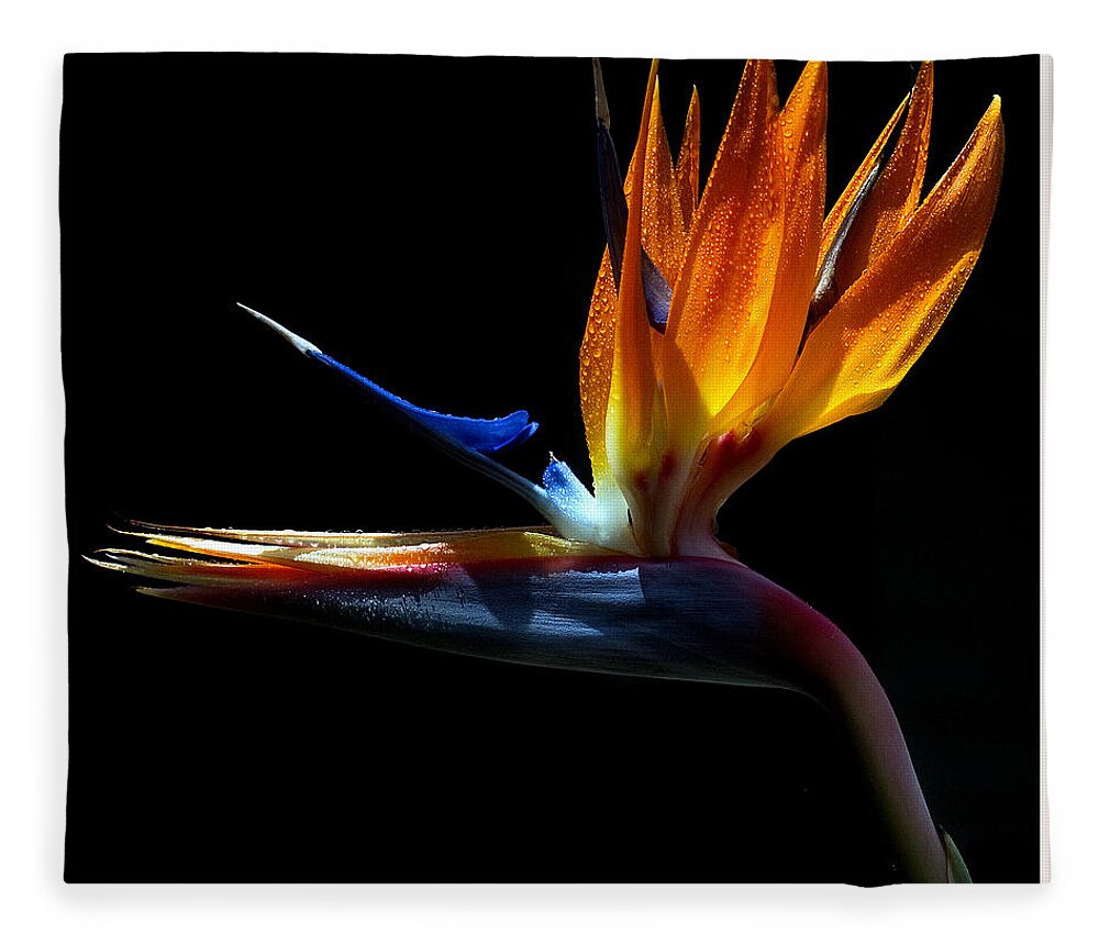 Bird Fleece Blanket featuring the photograph Bird of Paradise Two Days Later by Farol Tomson