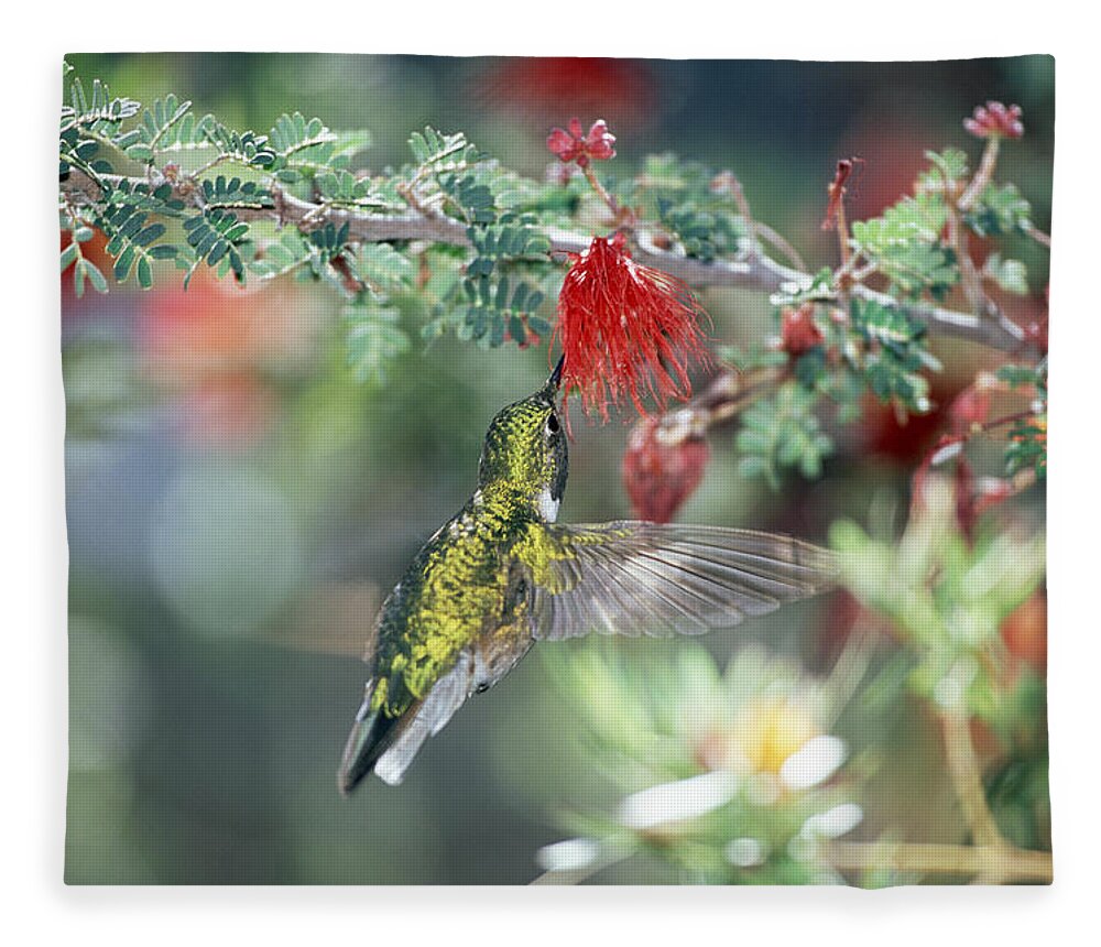 Mp Fleece Blanket featuring the photograph Black-chinned Hummingbird Archilochus by Konrad Wothe