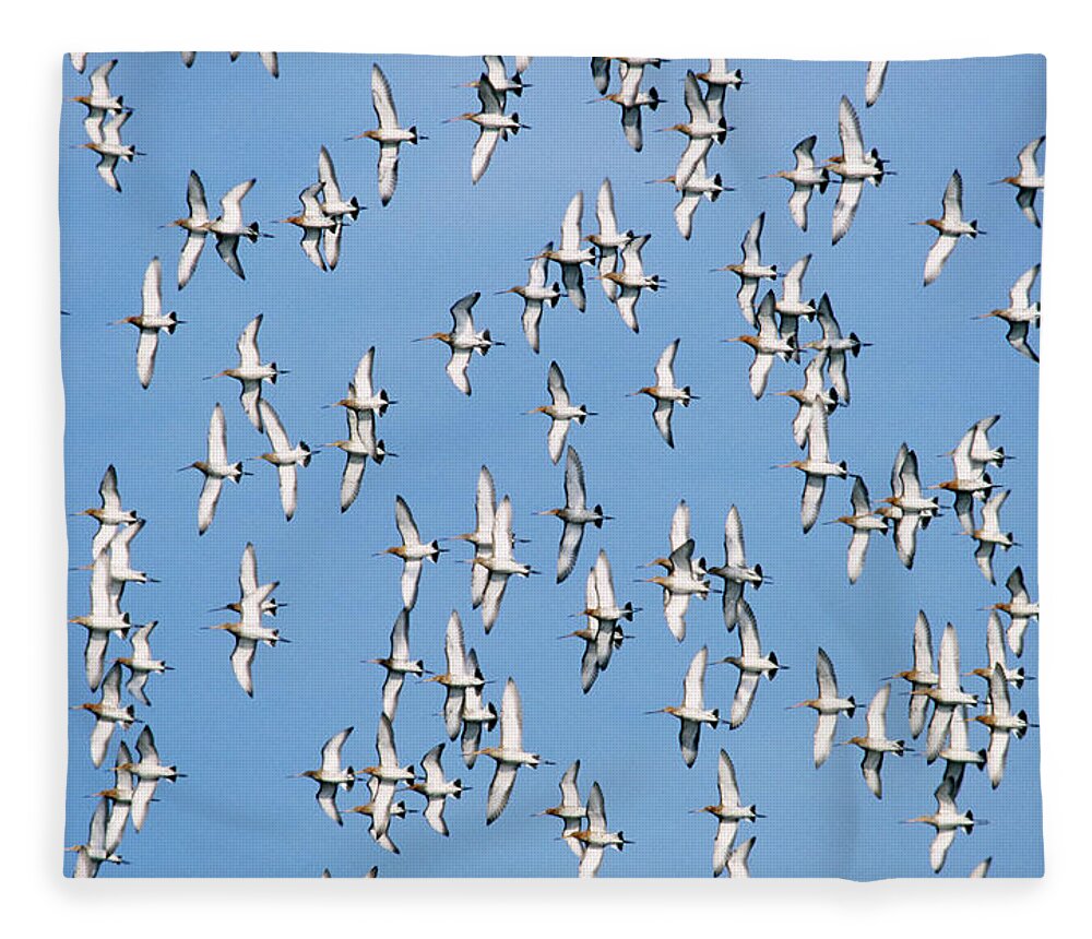 Fn Fleece Blanket featuring the photograph Black-tailed Godwit Limosa Limosa Flock by Frits Van Daalen