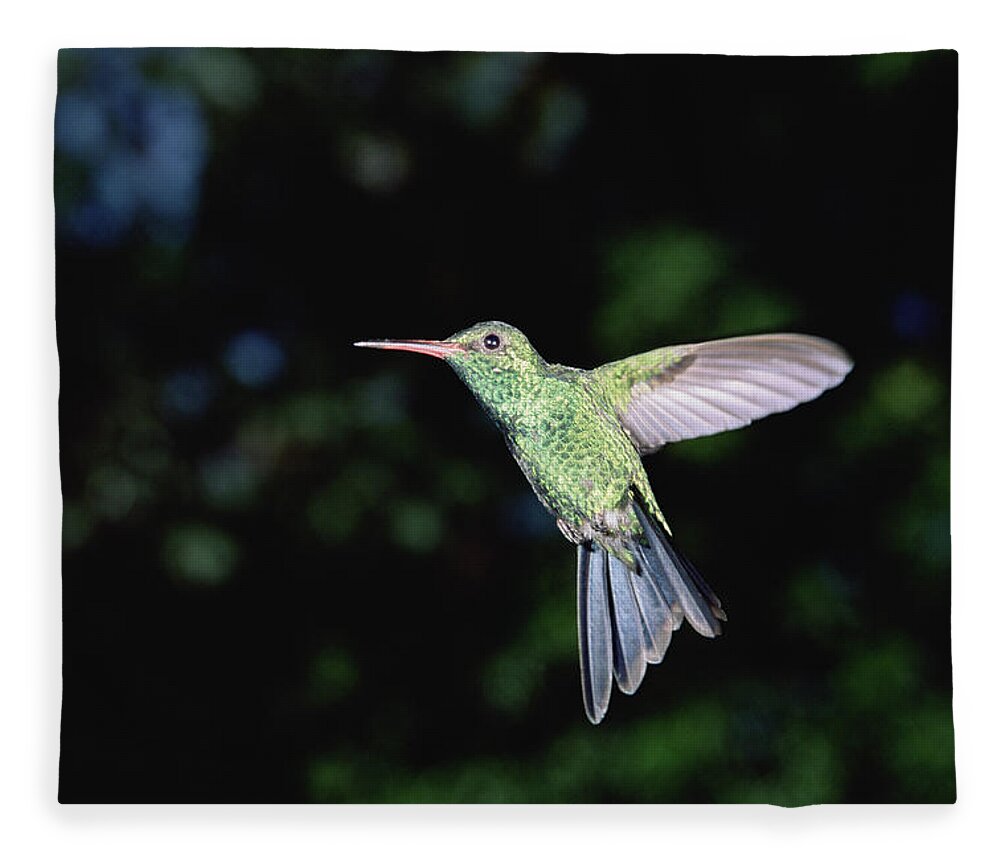 Mp Fleece Blanket featuring the photograph Blue-tailed Hummingbird Amazilia by Konrad Wothe