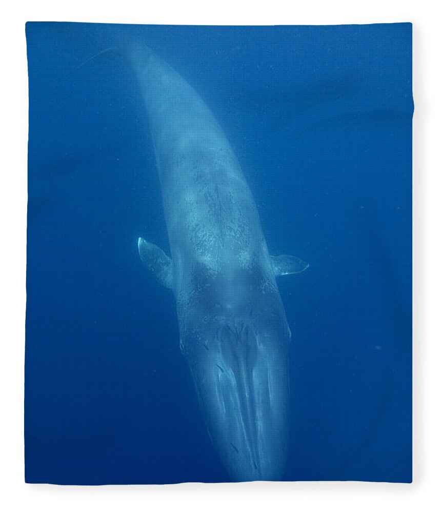 00429401 Fleece Blanket featuring the photograph Blue Whale Baby Swimming Costa Rica by Flip Nicklin