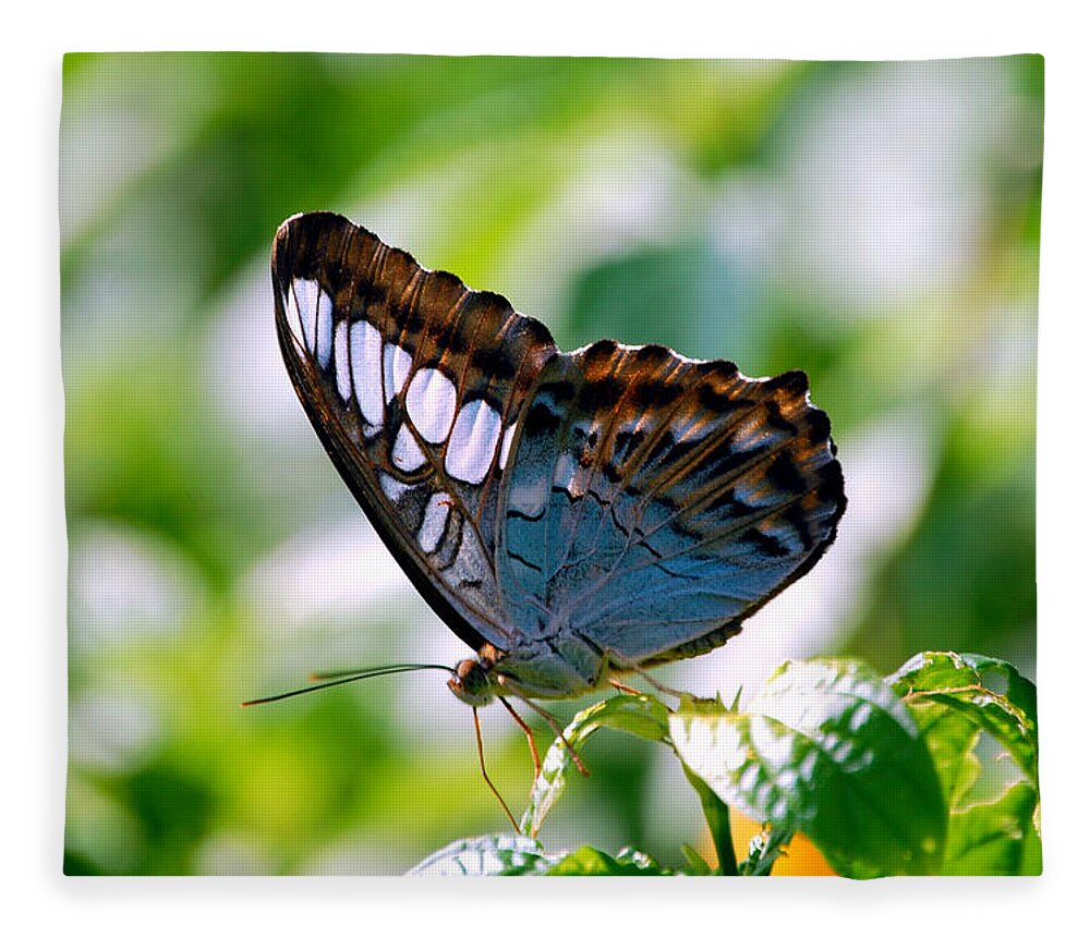 Butterfly Fleece Blanket featuring the photograph Bright Blue Butterfly by Peggy Franz