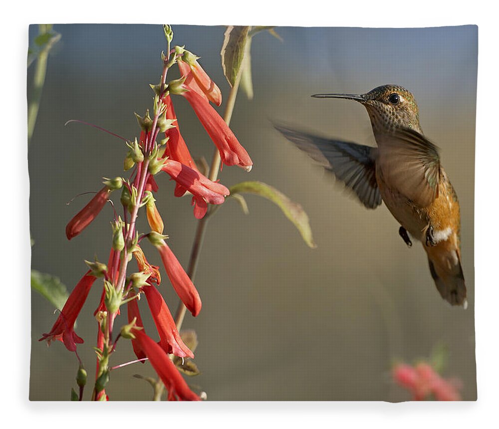 00486956 Fleece Blanket featuring the photograph Broad Tailed Hummingbird Feeding by Tim Fitzharris