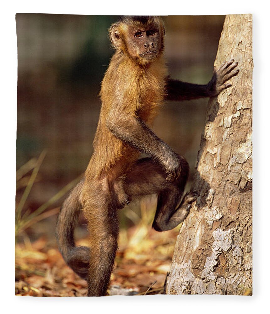 Mp Fleece Blanket featuring the photograph Brown Capuchin Cebus Apella Coming by Pete Oxford