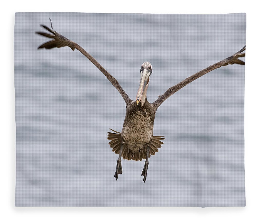 00429849 Fleece Blanket featuring the photograph Brown Pelican Landing La Jolla San by Sebastian Kennerknecht
