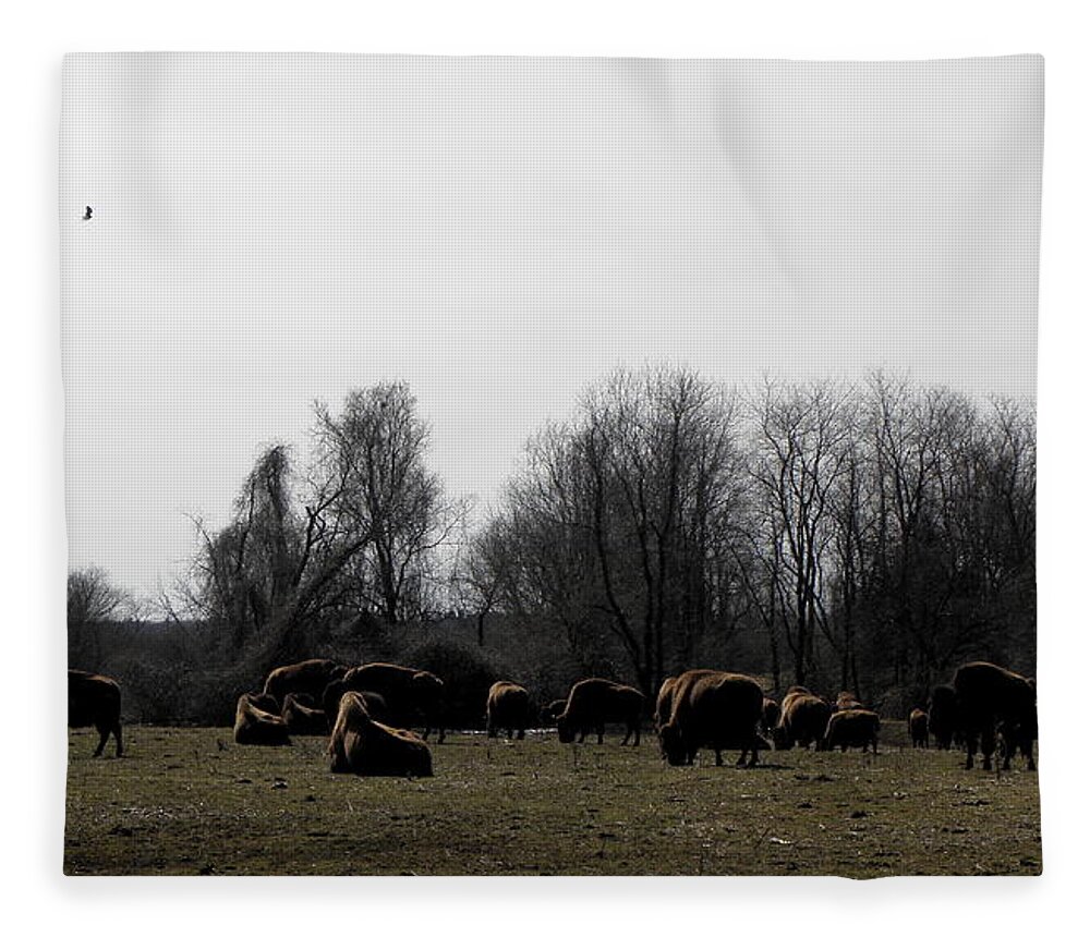 Buffalo Fleece Blanket featuring the photograph Buffalo Farm in CT USA by Kim Galluzzo Wozniak