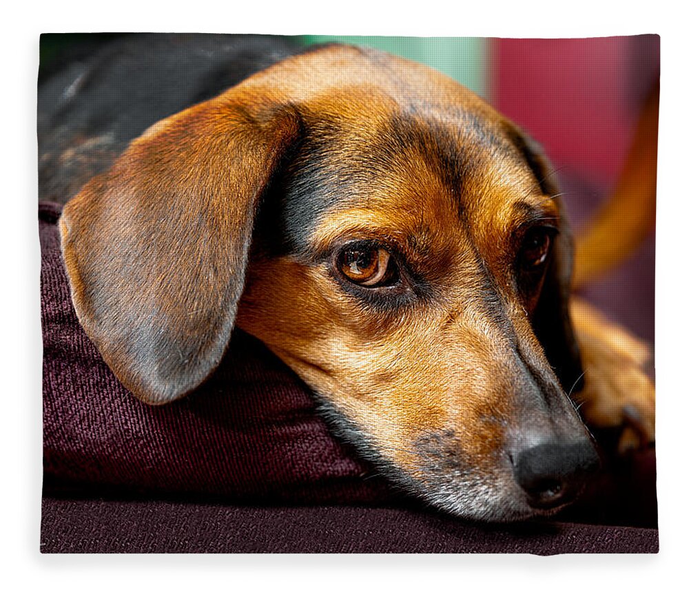 Dog Fleece Blanket featuring the photograph Buffy by Christopher Holmes