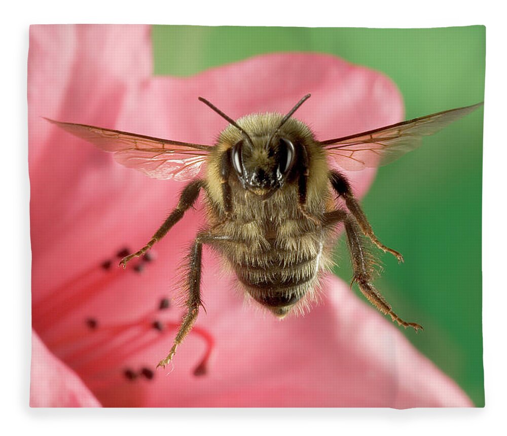 Mp Fleece Blanket featuring the photograph Bumblebee Bombus Huntii Flying by Michael Durham